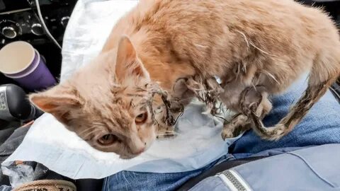 Спасение котят