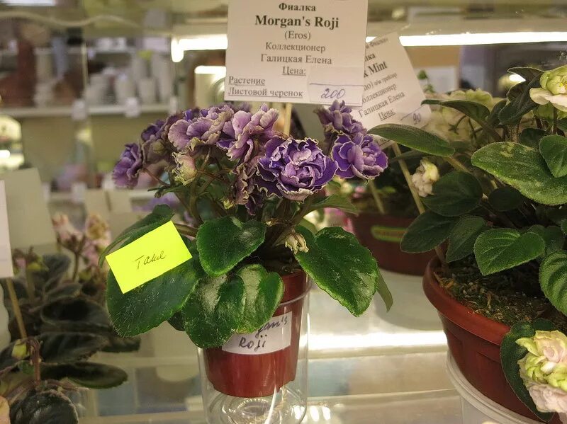 Фиалки morgan s. Фиалка morgan&#039;s raji. фиалка morgan&#039;s haywire. морган роджи фиалка. фиалка морган реджи.
