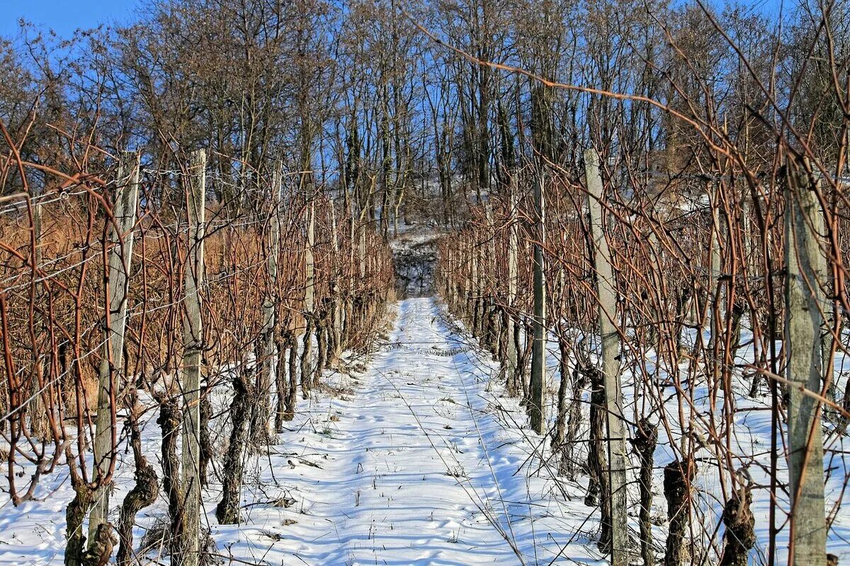 Виноград зимой уход. Виноград зимой. Неукрывной виноград зимой. Виноградники в снегу. Виноградники зимой.
