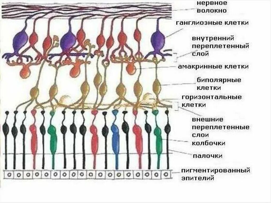 4 колбочки зрение. Строение палочки сетчатки. Палочки и колбочки сетчатки глаза строение. Строение глаза колбочки и палочки. Строение колбочки сетчатки.