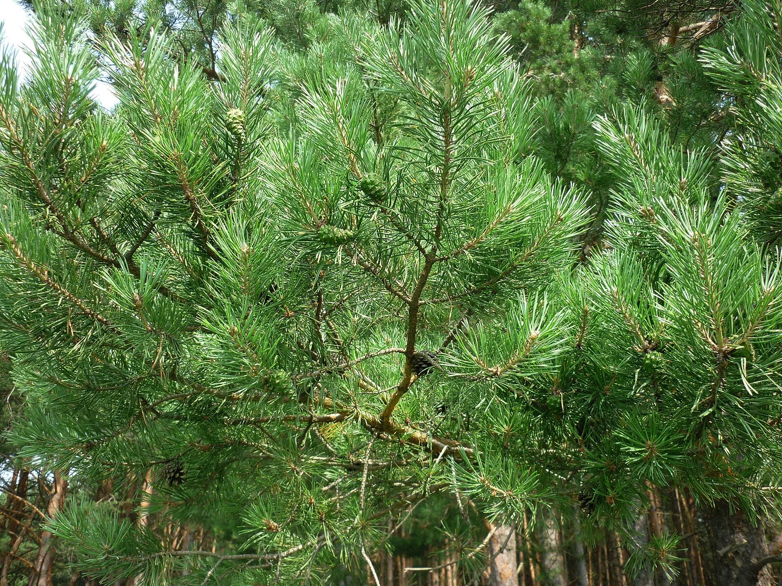 Pinus Sylvestris. Pinus Sylvestris шишки. Сосна обыкновенная Pinus. Хвоинки сосны обыкновенной.