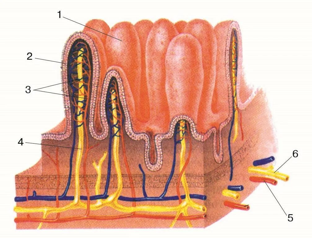 Строение кишечных ворсинок рис 77. Строение кишечных ворсинок рис 131. Строение кишечных ворсинок рис 98. Кишечная Ворсинка биология 8 класс. Наличие ворсинок в слизистой оболочке