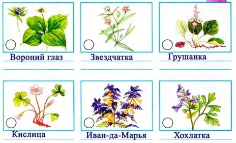 Атлас определить 2 класс окружающий мир
