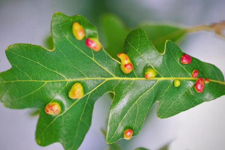 наросты на листьях деревьев. тополевая галлица. галлица-галловый клещ. выросты на листьях. грушевый галловый клещ.