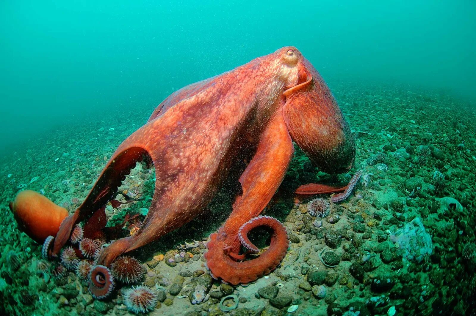 Кто живет на дне морском. Морские головоногие моллюски. Спрут головоногий моллюск. Дальневосточный гигантский осьминог. Осьминог Аргонавт спаривание.