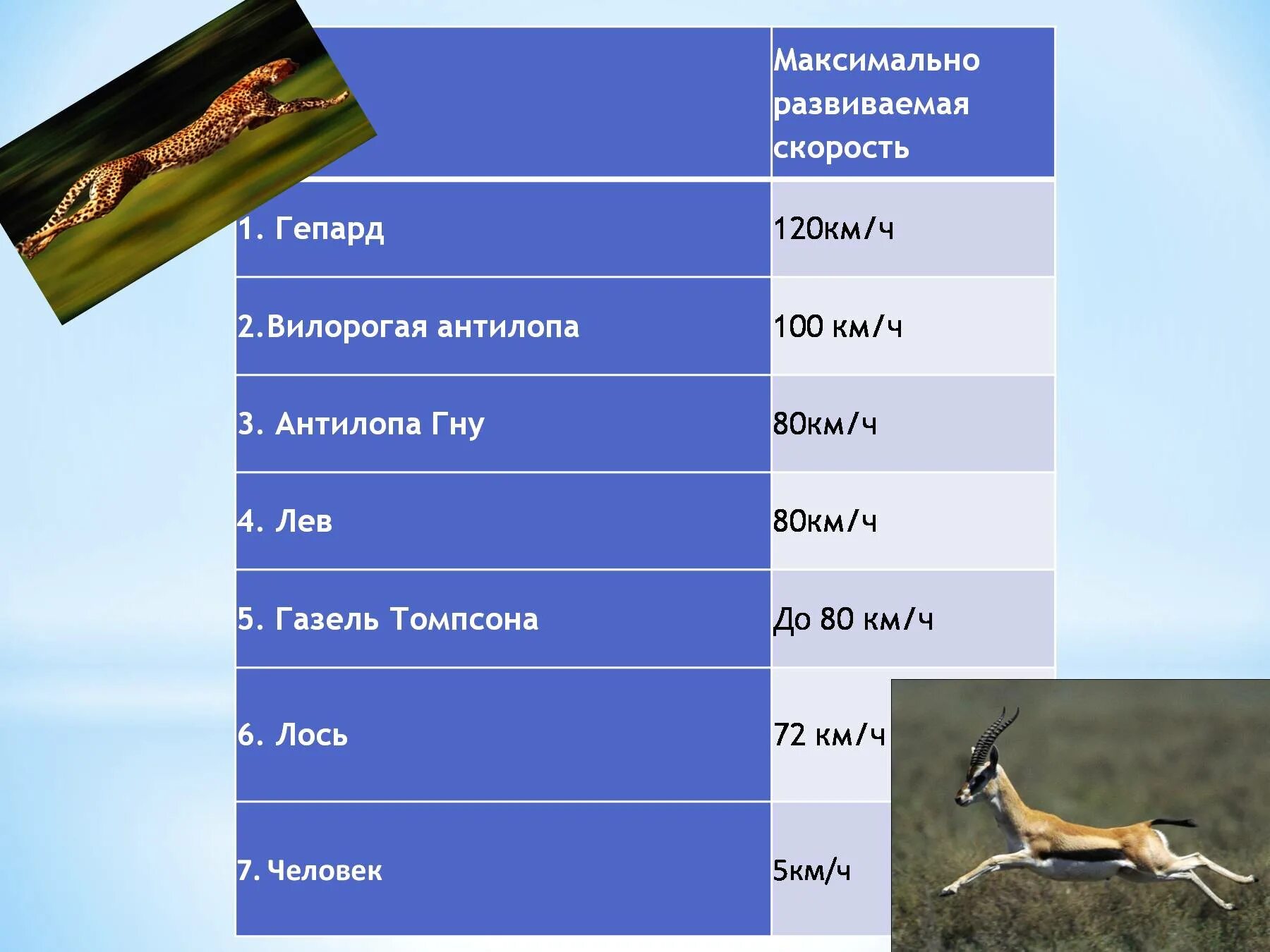Какую скорость развивают животные