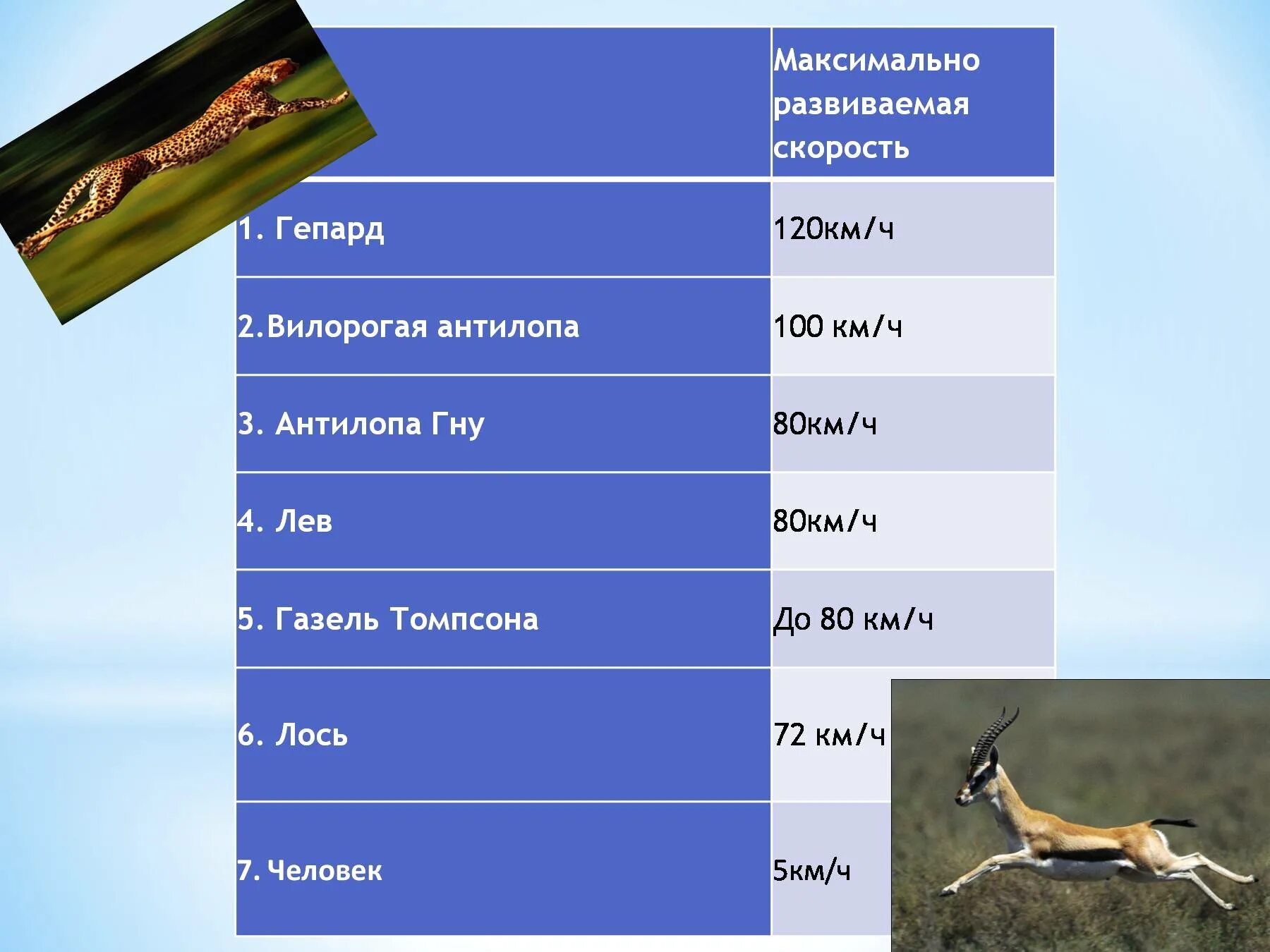Самые быстрые животные таблица. Таблица скоростей животных и человека. Скорость движения животных. Скорость самых быстрых животных таблица. Как известно максимальная скорость в природе это