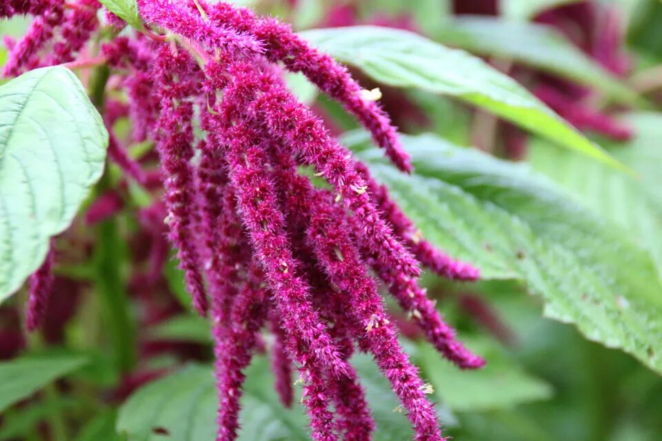 Амарант применение. Амарант хвостатый (amaranthus caudatus). амарант цветок. амарант щирица. амарант хвостатый, щирица – amaranthus caudatus.