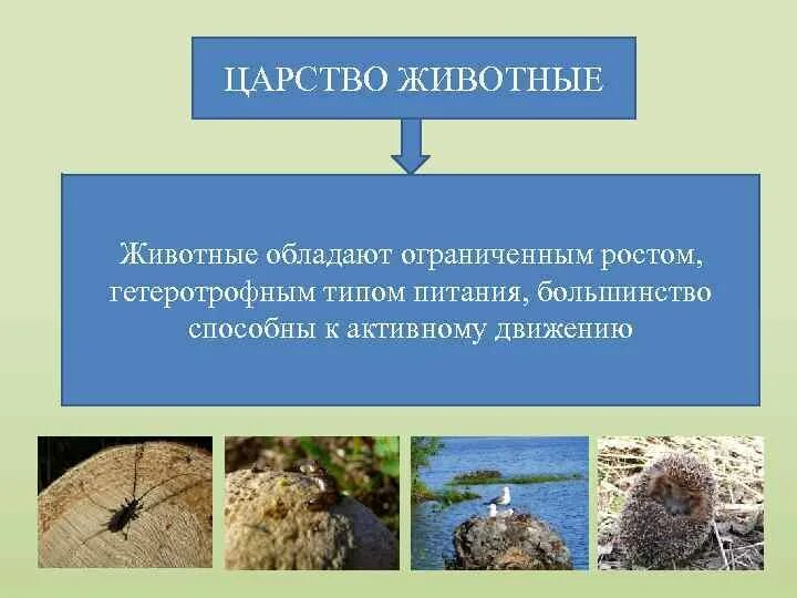 Организмы не способные к активному. Ограниченный рост характерен для. Животные способны к активному передвижению. Неограниченный рост характерен для животных. Ограниченный рост это в биологии.