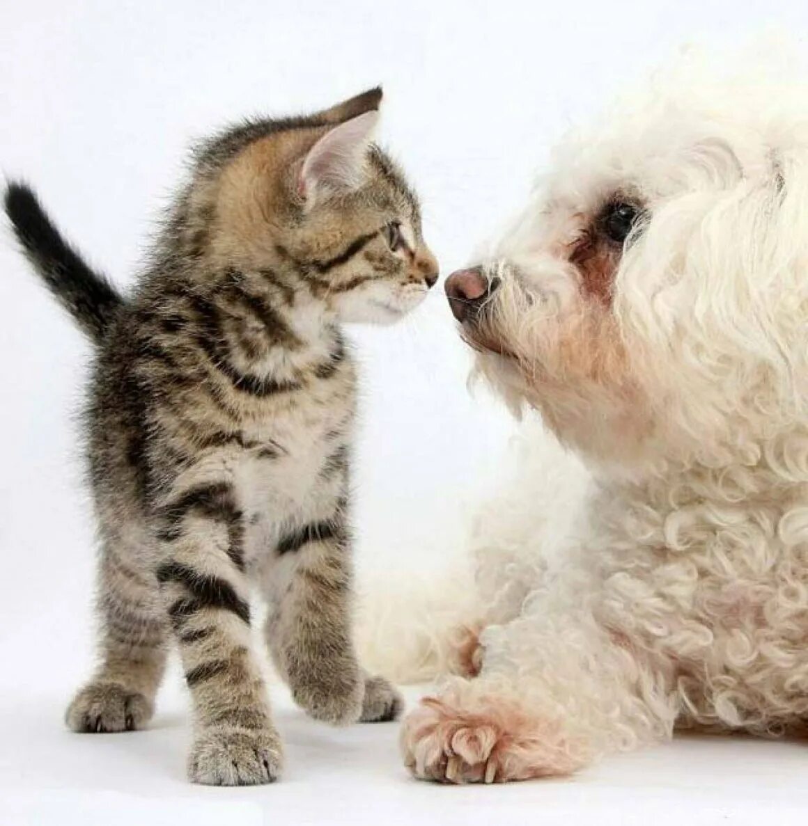 Красивые собаки и кошки. Нужны кошки и собаки. Нужны кошки и собаки. Домашние питомцы. Нужны кошки и собаки.