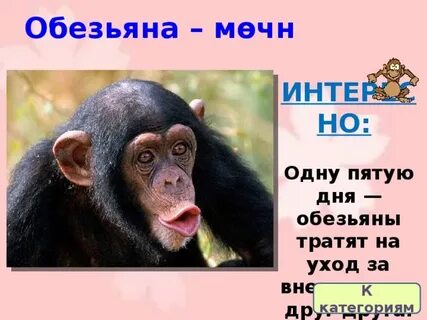 Даты обезьяны