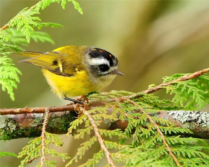 дятел красногрудый. дятел доктор леса. птицы соснового леса. птицы обитатели леса. птицы пермского края.