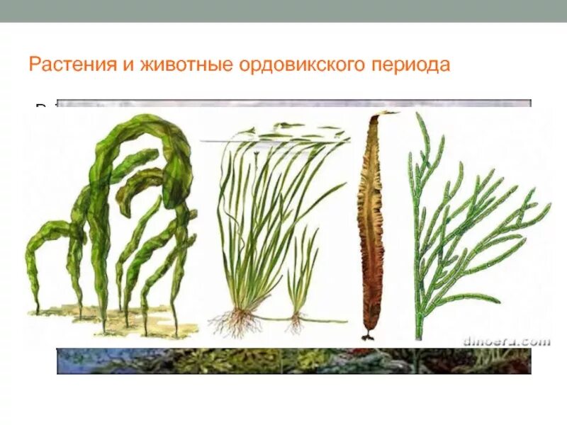 Эра палеозой период ордовик. Палеозойская эра ордовикский. Ордовик период растения. Палеозойская эра ордовикский период. Ордовикский и силурийский периоды.
