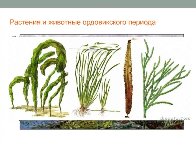 Палеозойская Эра ордовикский период. Ордовикский период растения. Палеозойская Эра период Ордовик. Ордовикский период растения и животные.