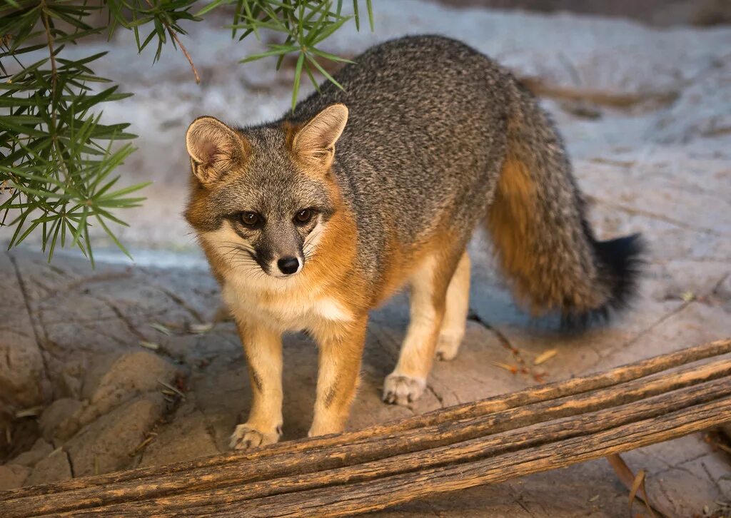 Kit fox. Лисица (Vulpes Vulpes). Американская карликовая лисица. Американский Корсак. Vulpes Velox.