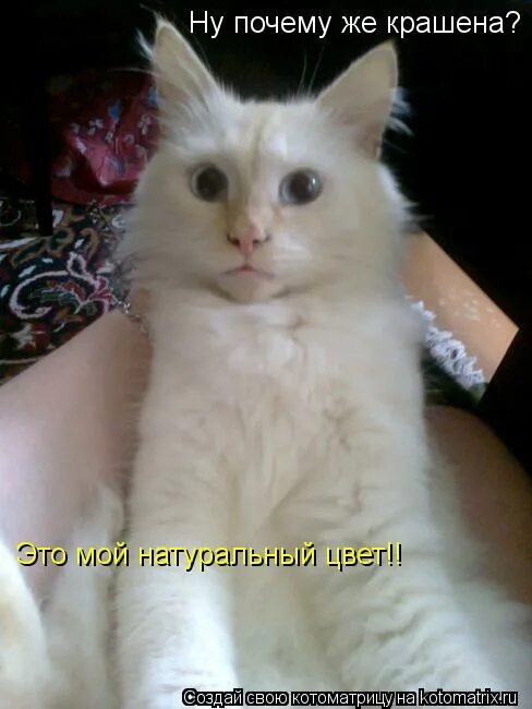 гурченко раиса захаровна. ну почему же крашена это мой натуральный цвет. а у нас текучка ох кака страшна у нас текучка. почему же это мой натуральный цвет. почему же это мой натуральный цвет.