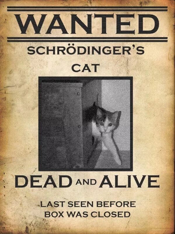 Кот Шрёдингера. Wanted Dead and Alive кот Шредингера. Кот Шредингера фото. Судьба кота Шредингера.
