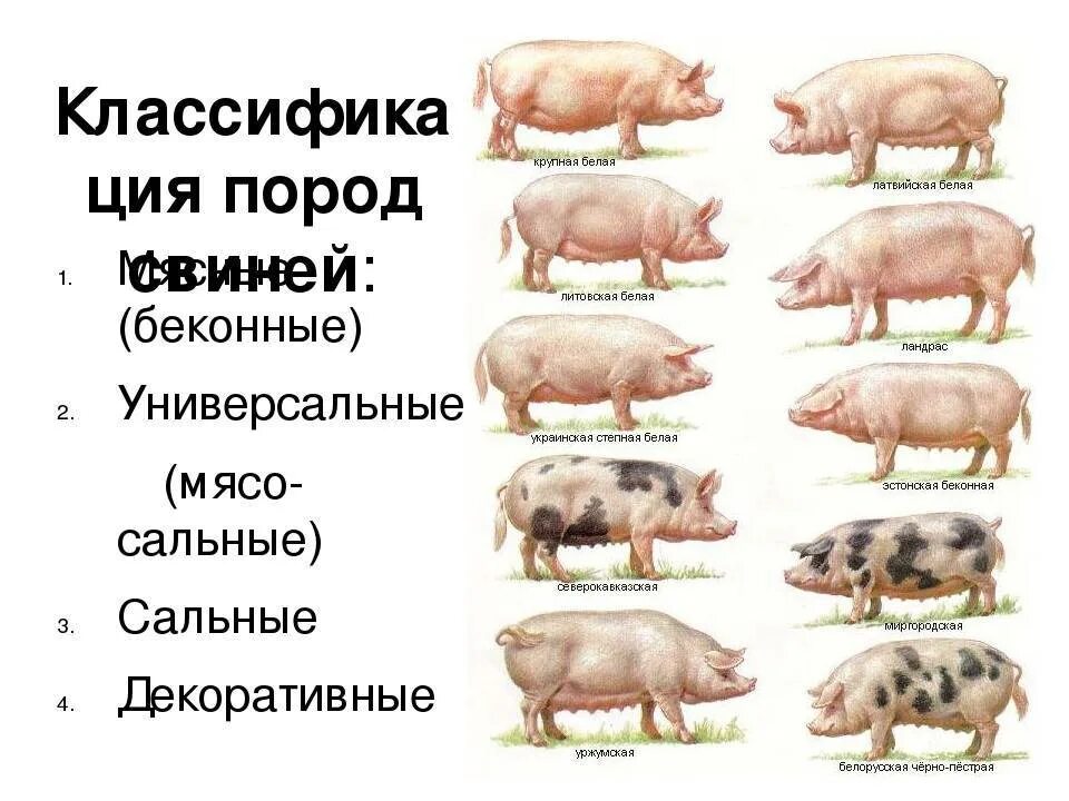 Какая порода поросят. Классификация пород свиней мясные. Боргояковская порода свиней. Породы свиней беконного направления. Мясо сальные породы свиней.