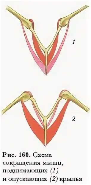 Схема сокращения мышц при поднятии и опускании крыльев. Схема сокращения мышц птицы. Грудные мышцы птиц. Сокращение мышц птицы. Вырост грудины киль