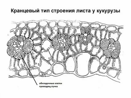 Срез листа