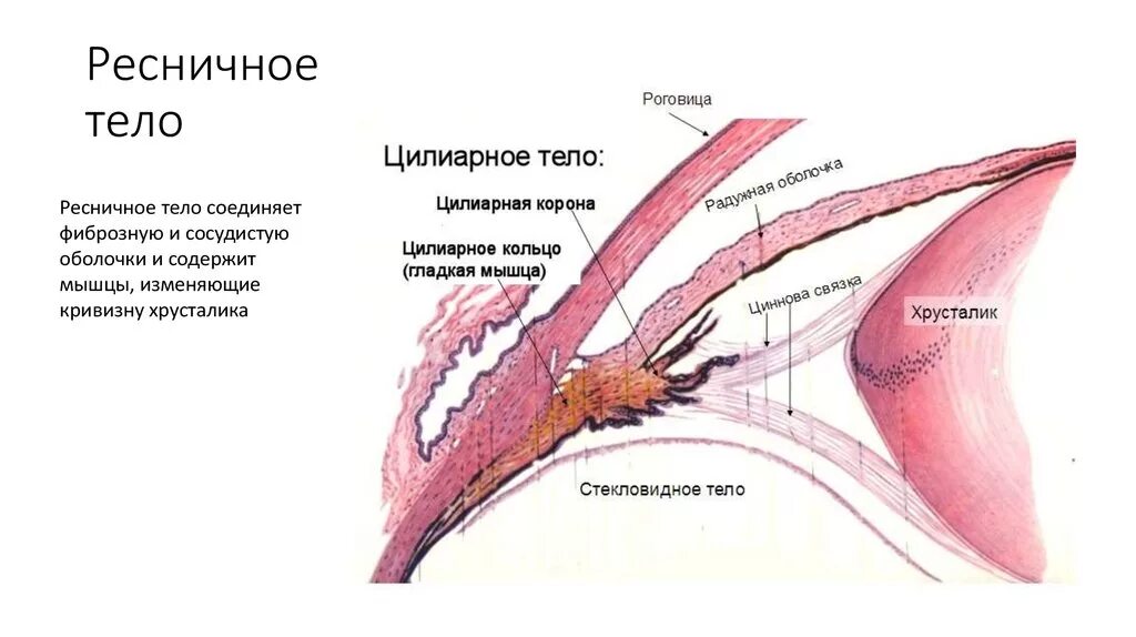 Цилиарное тело гистология препарат. Ресничное тело гистология. Строение цилиарного тела гистология. Ресничное тело строение и функции. Функции фиброзной оболочки