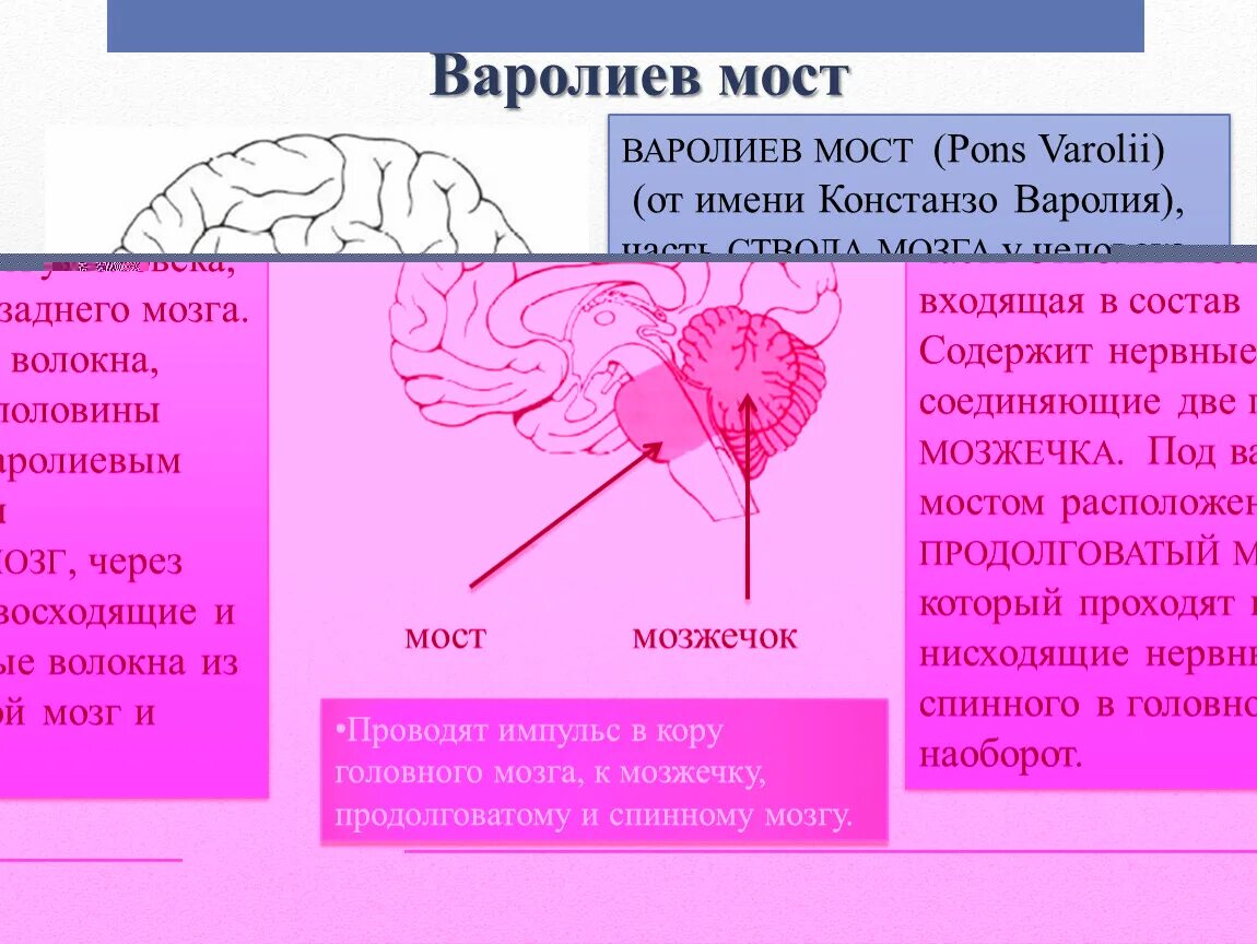 Варолиев мост строение. Варолиев мост где находится. Варолиев мост проводящие пути. Продолговатый мозг и варолиев мост.