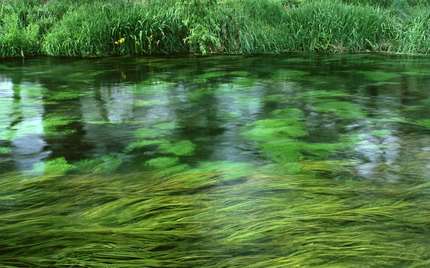 Как называется зеленая вода