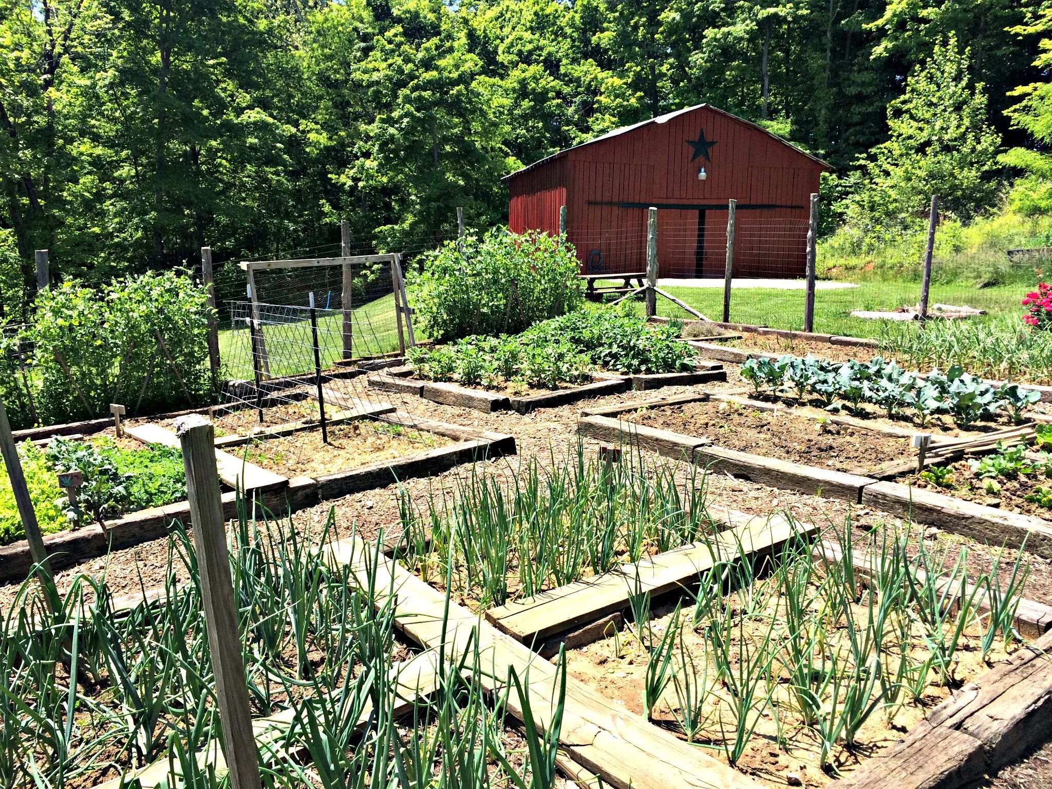 Аренда огорода. Грядки в огороде. Ландшафт огорода. Распланировать огород. Красивые грядки.