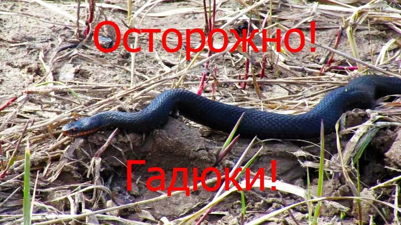 Змею не дам. Нападение ядовитой змеи. Опасные змеи из Башкортостана. Дождь из ядовитых змей.
