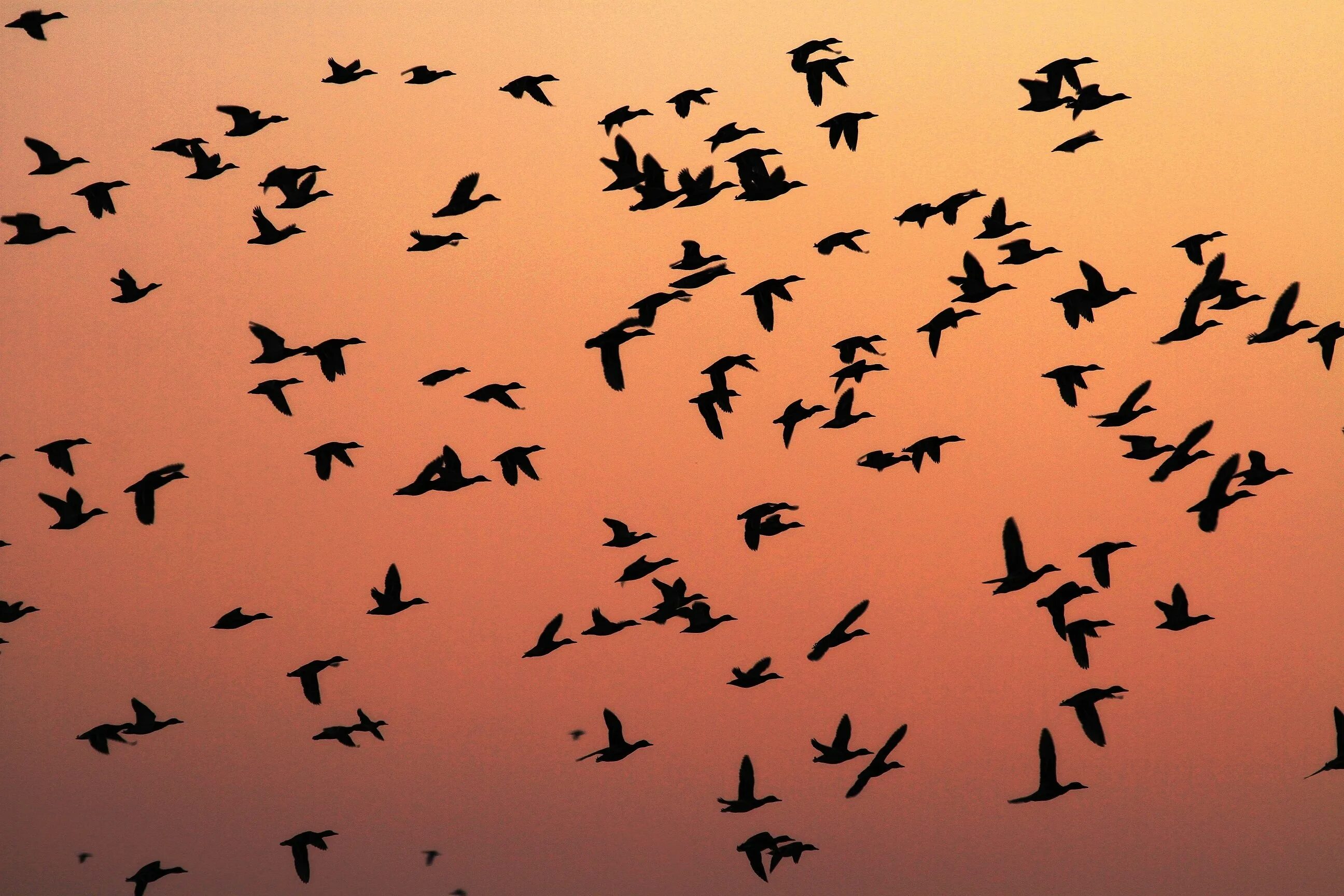 Миграция птиц. Пролёт птиц. Миграция животных и птиц. Мигрирующие птицы.