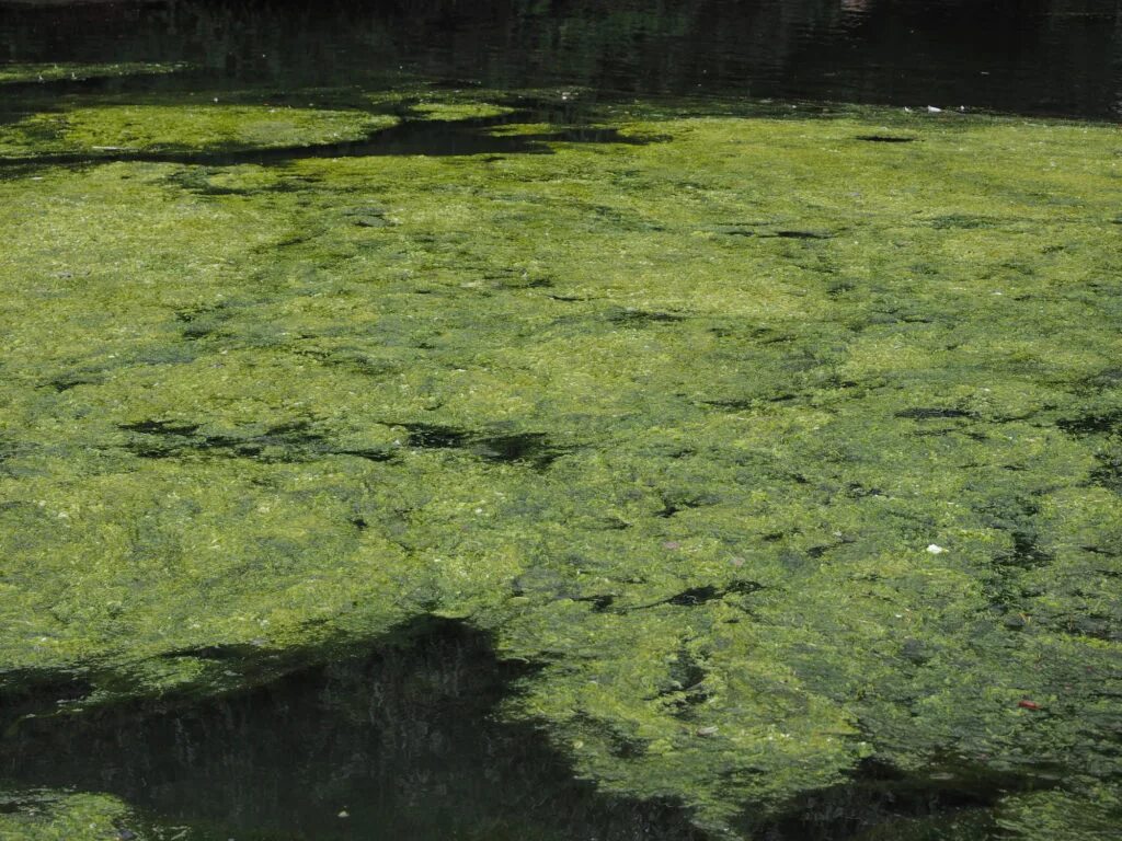 Водоросли в пруду. Водоросли на поверхности пруда. Нитчатые водоросли в пруду. Коричневые прудовые водоросли.