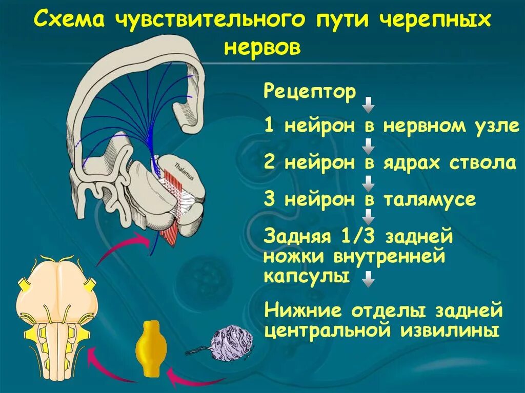 Черепные нервы нейроны