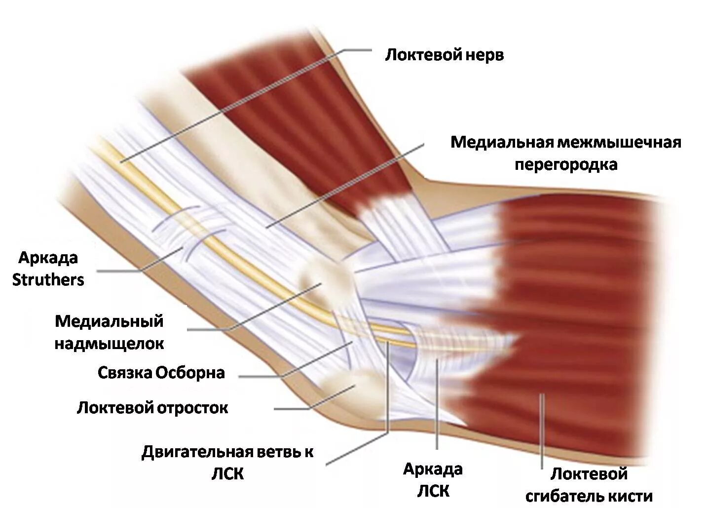 Связки локтя. Сухожилия локтевого сустава анатомия. Связки и сухожилия локтевого сустава анатомия. Локтевой сустав строение связки. Строение сухожилий локтевого сустава.