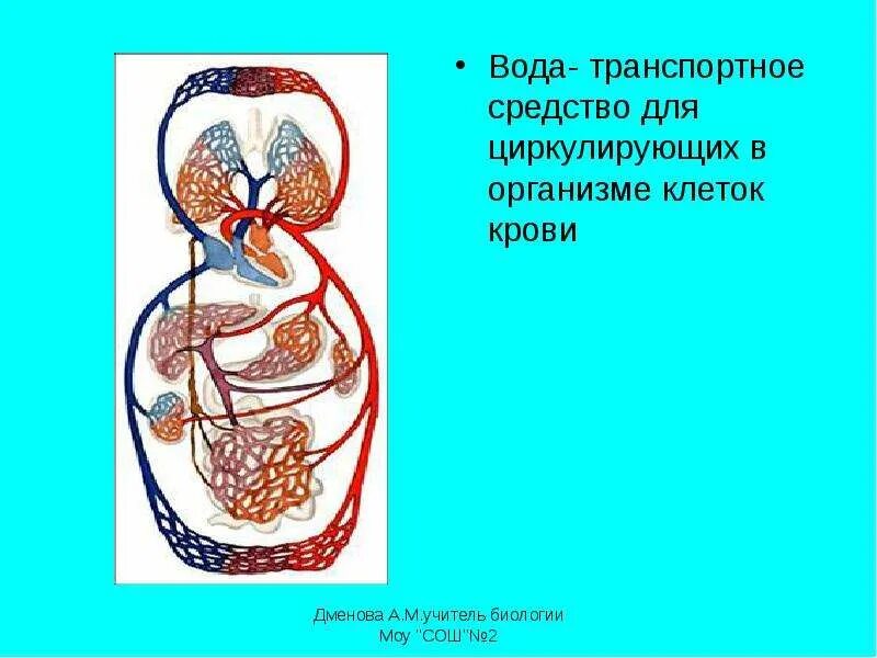 Какие жидкости циркулируют по транспортным сосудам. Какие жидкости циркулируют по транспортным сосудам. Магистральные сосуды. Циркулирующей жидкости. Какие жидкости циркулируют по транспортным сосудам.