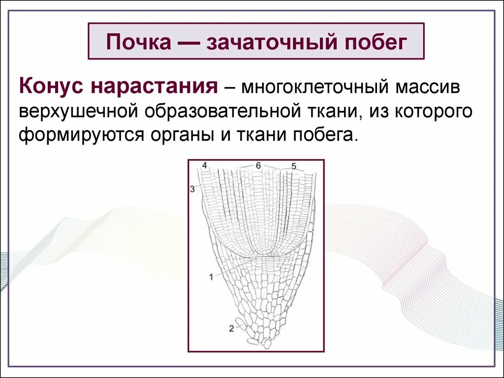 Какую функцию выполняет конус нарастания