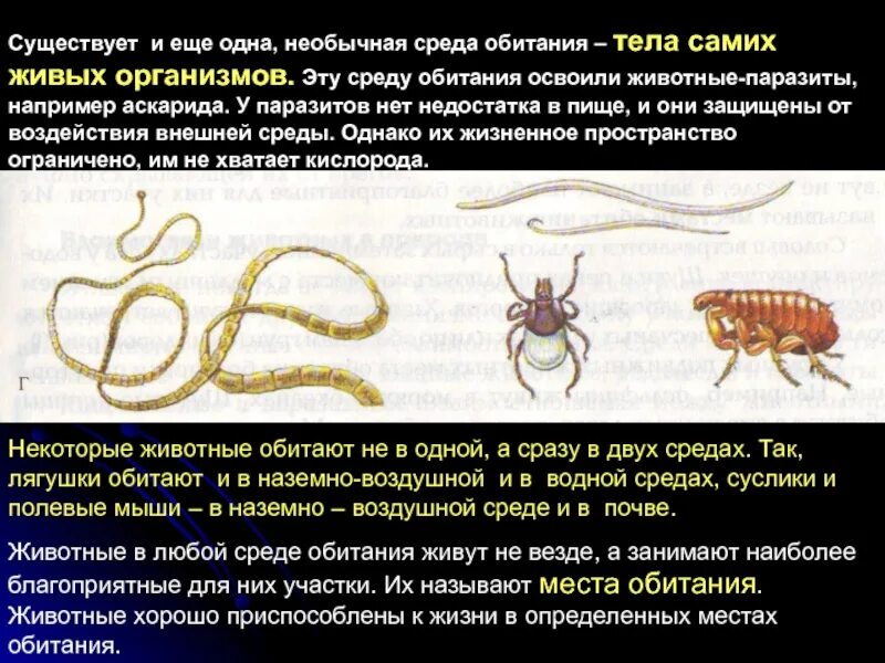 Приспособление к паразитическому образу жизни. Паразиты организменной среды обитания. Паразитизм среда обитания. Животные паразиты паразиты. Среда обитания паразитических организмов.