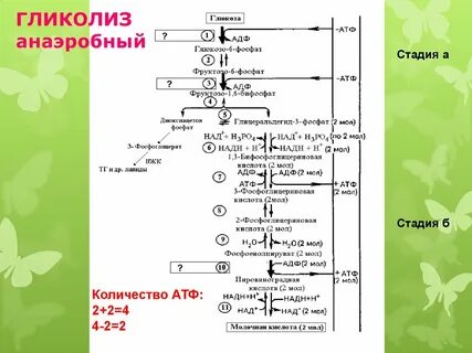 Анаэробное окисление глюкозы атф
