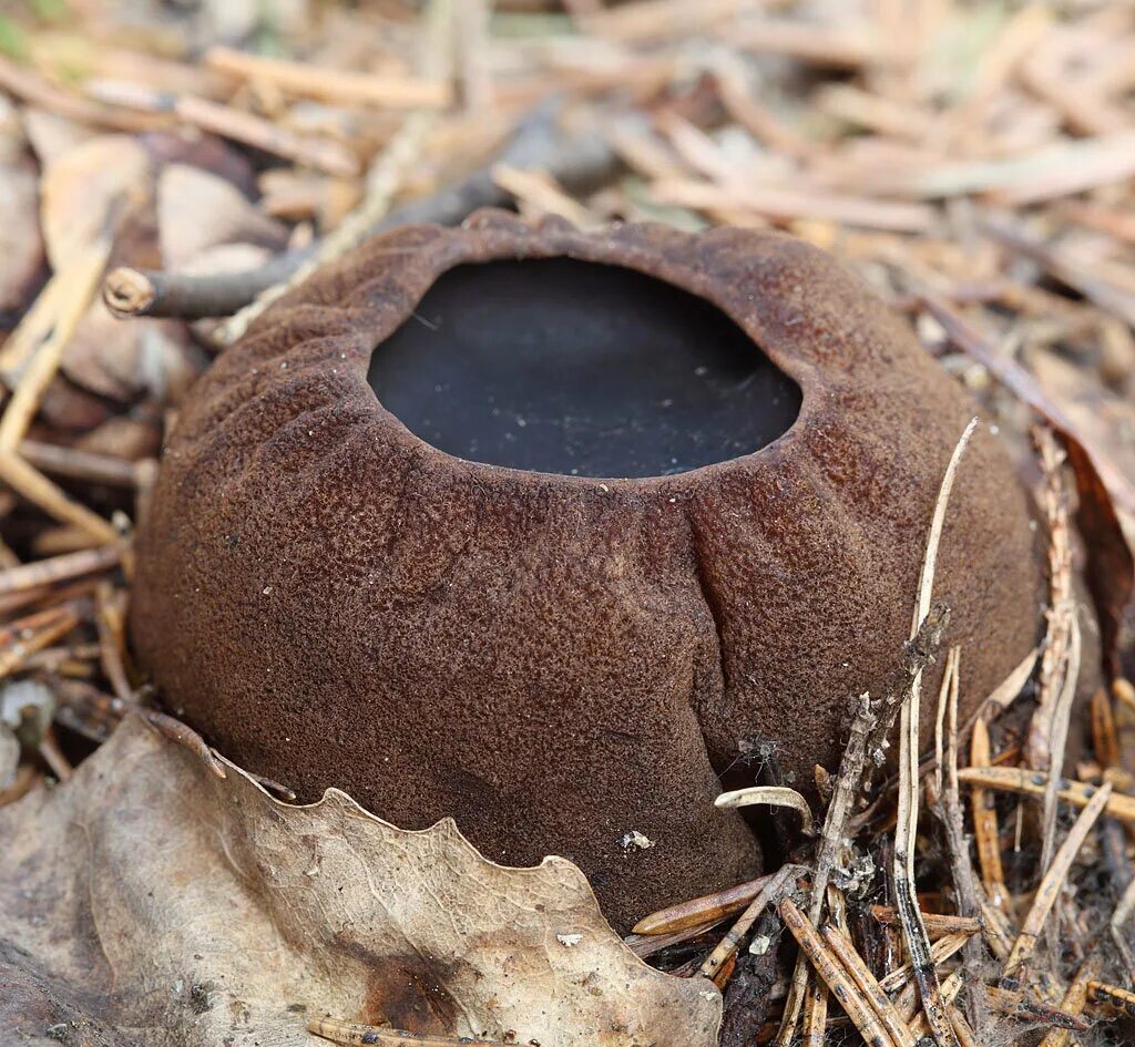 Гриб с жидкостью внутри. Саркосома шаровидная Sarcosoma globosum. Молодильный гриб Саркосома шаровидная. Молодильные грибы Саркосома. Гриб Ведьмин котелок Саркосома.