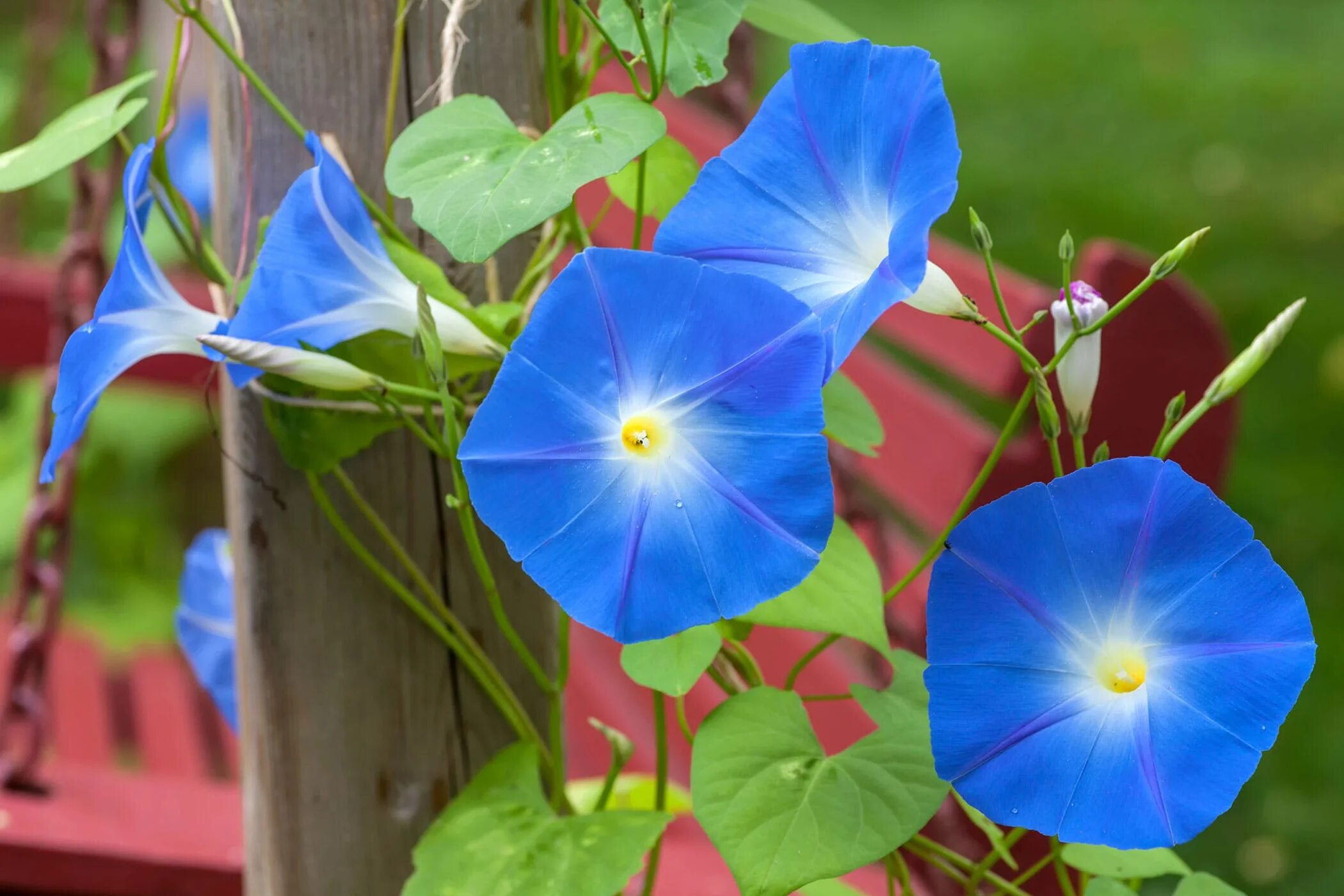 Ипомея трехцветная картинки. Ипомея morning Glory. Ипомея трехцветная Ipomoea Tricolor. Heavenly Blue ипомея.