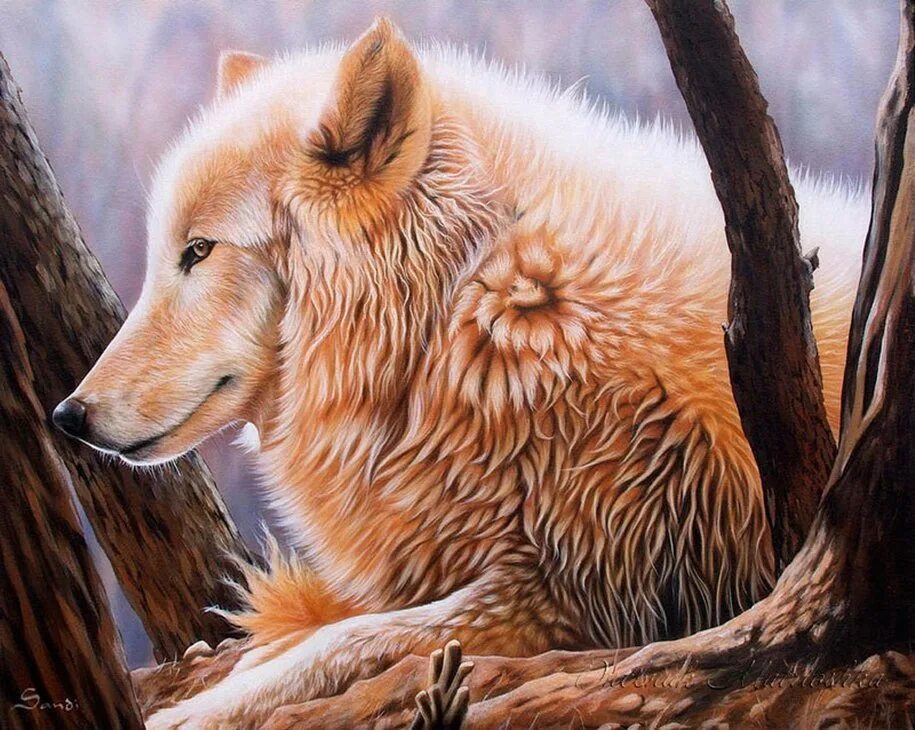 Рисунки животных. Художник Санди Бейкер. Животные рисунки. Красивые рисунки животных. Реалистичные рисунки животных.