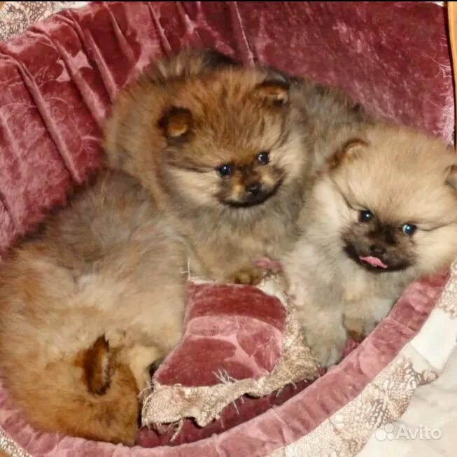 помрански йшпиц щенок 3 месяца. шпиц померанский щенок 1 месяц. 5 месяца. померанский шпиц 1. померанский шпиц 1 месяцамесяца.