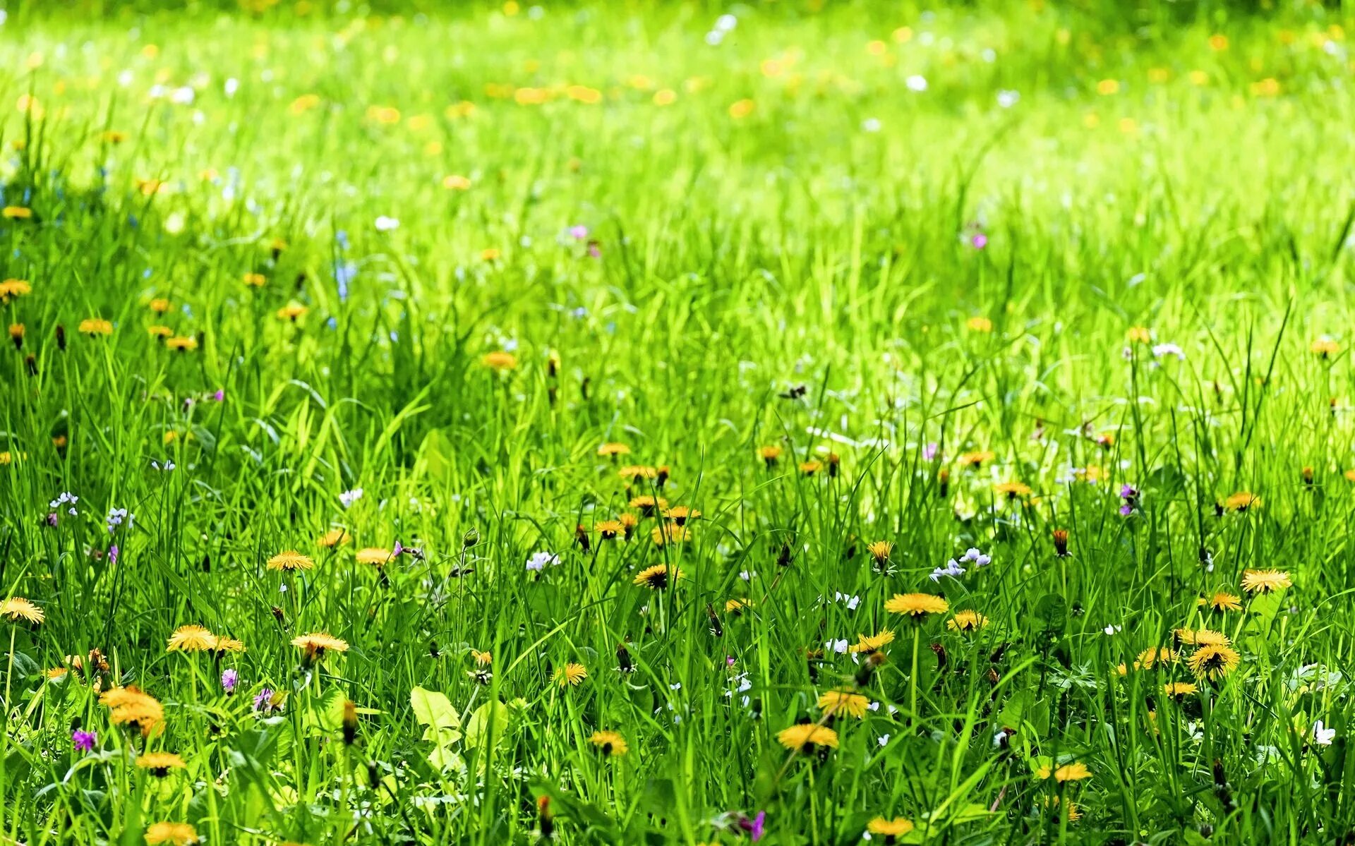 Трава на лугу. Трава на Поляне. Зеленая трава Поляна. Газонная трава с цветами. Травка с цветочками