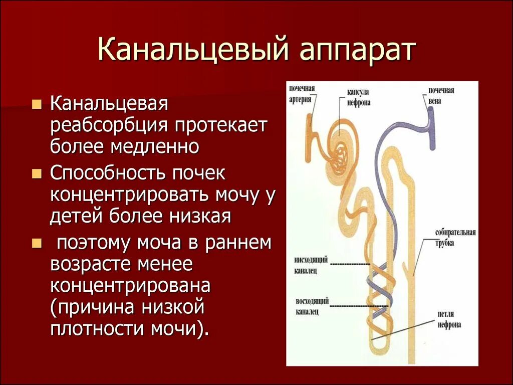 Какой процесс происходит в канальцах нефрона. Канальцевый аппарат почек. Канальцевая реабсорбция. Канальцевый аппарат нефрона.