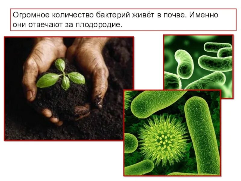 Инфекции в почве. Почвенные микроорганизмы. Микроорганизмы в почве. Микробы в почве. Бактерии обитающие в почве.