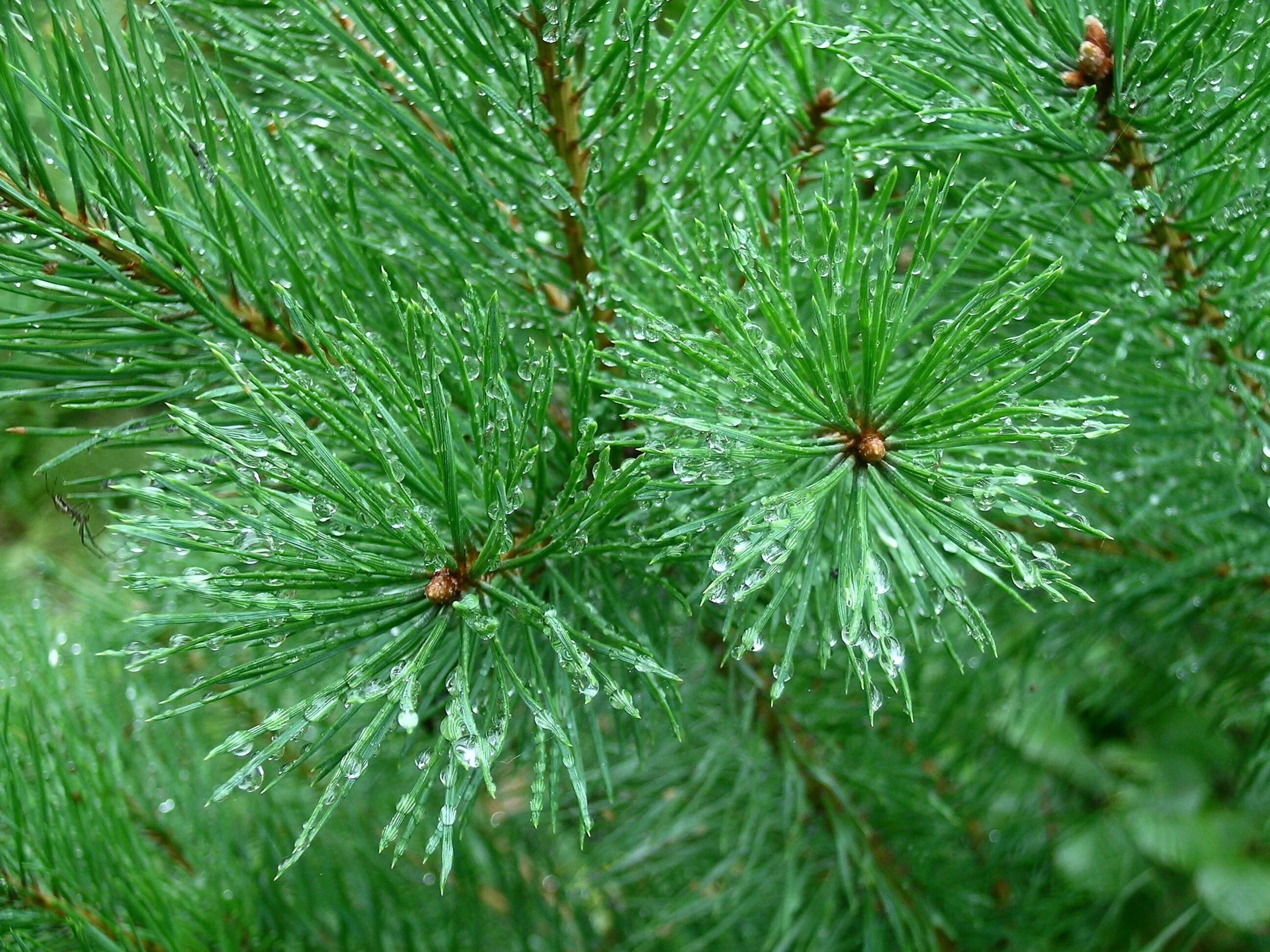 араукария хвойные. хвоинки это иголки. кедр сибирский pinus sibirica. сосна гельдрейха белокорая. сосна кедровая сибирская хвоя.
