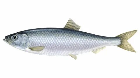 Рыба на белом фоне (171 фото) .