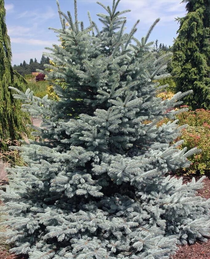 Ель блю айс. Ель колючая Edith. Ель колючая (Picea pungens Edith). Голубая ель Picea pungens Edith. Ель колючая "Edith" (Эдит).