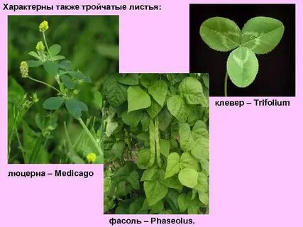 Горох форма листа