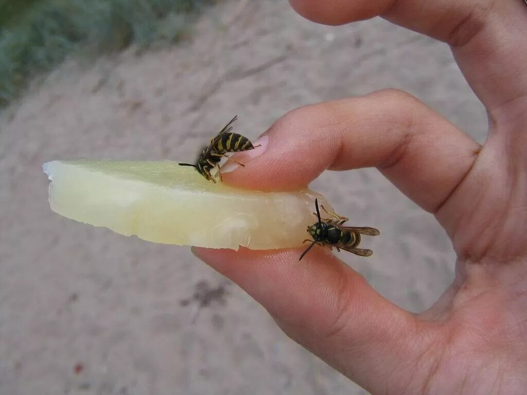 Умирают ли пчелы. Шмель пчела Оса Шершень укусы.