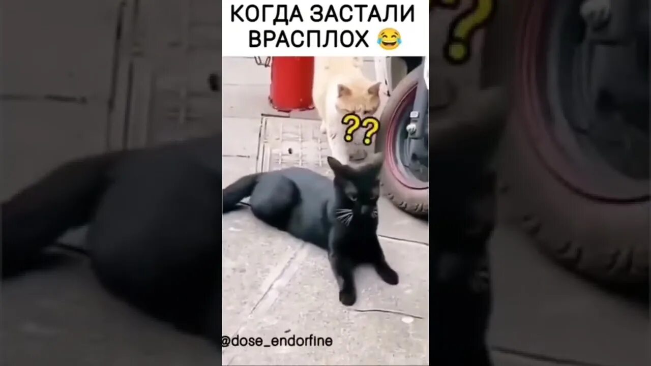 Видео спалил друга. Милые фоточки не животных. Милые животные для срисовки. Ссылка на нелепые ситуации на камеру.